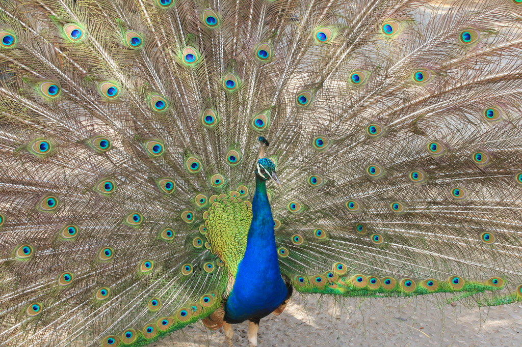 Lokrum Island, a peacock