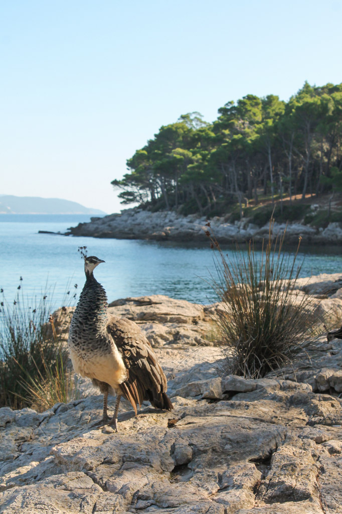 A peacock on Lokrum Island