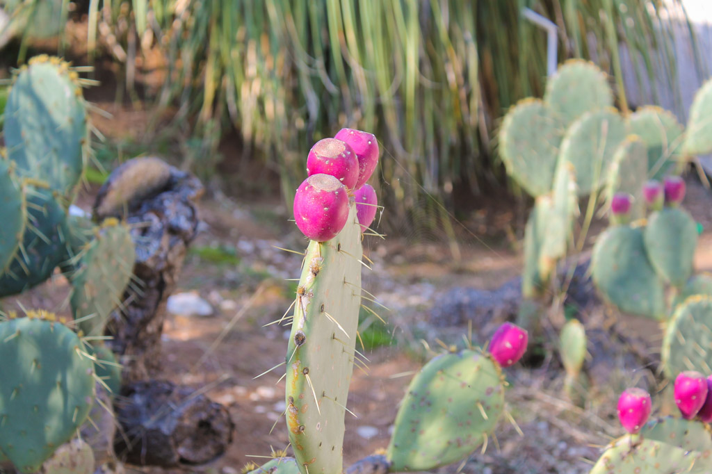 Botanical Garden on Lokrum Island