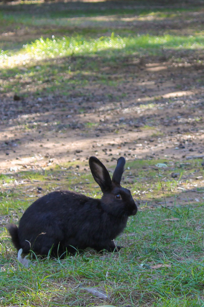 A rabbit on Lokrum Island