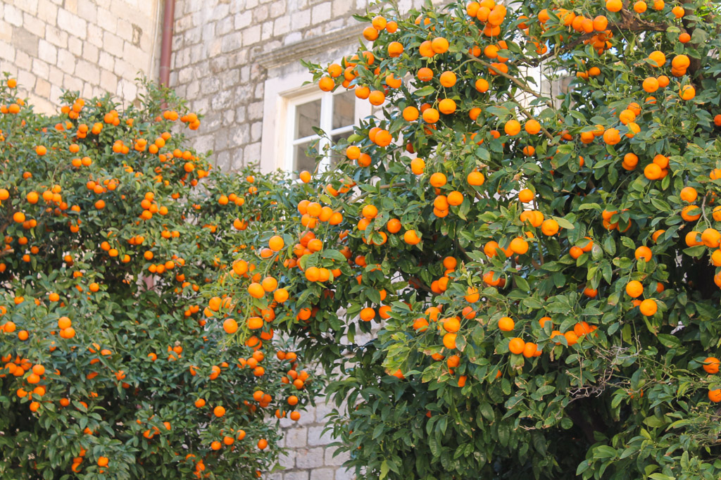sour orange trees Dubrovnik old town