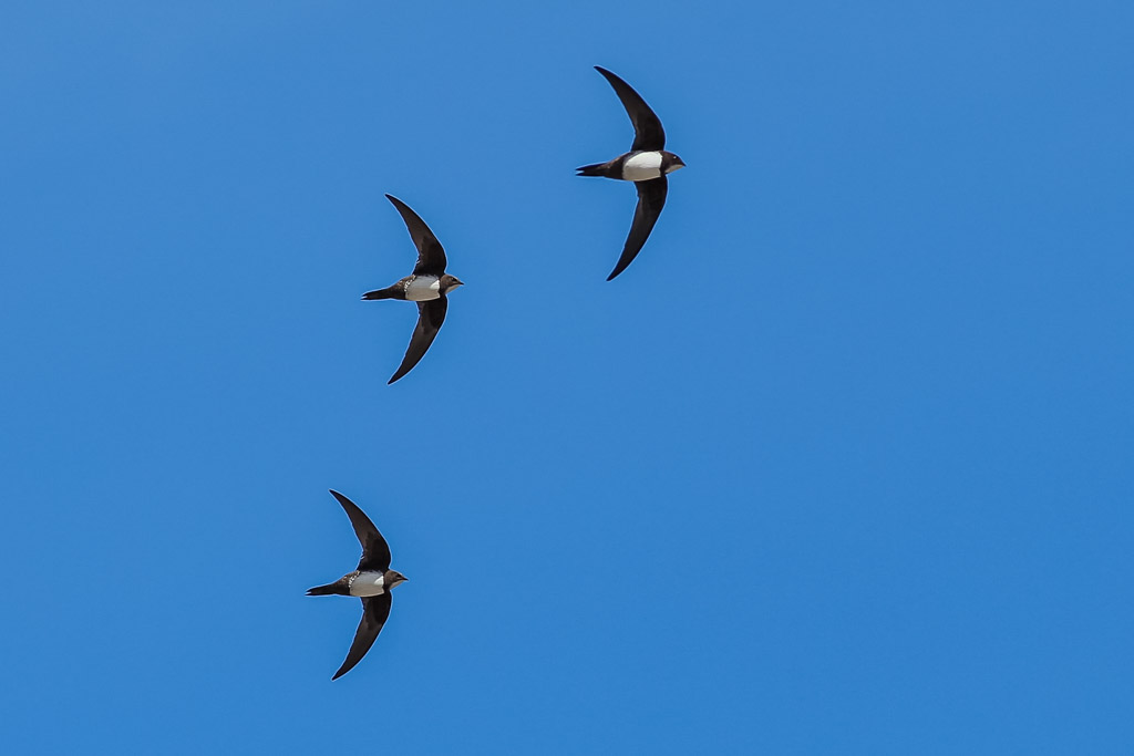 Dubrovnik's most loyal visitors: Common And Alpine Swifts