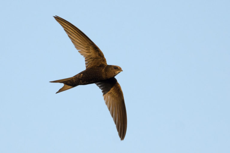 Dubrovnik's most loyal visitors: Common swifts